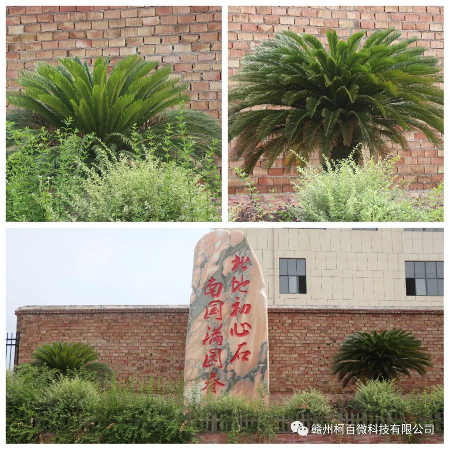 總部六景：創業樹